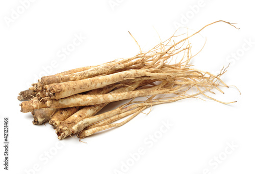 Root of Korean Bellflower (Platycodon grandiflorus) commonly known as Doraji isolated on white background. Is popular vegetable in Korea, also used in traditional Chinese medicine