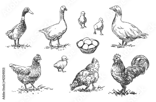 Poultry - set of farm animals illustrations, black and white drawings