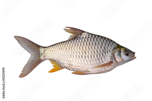 Thai Carp (Barbus gonionotus) isolated on white background with Clipping Path