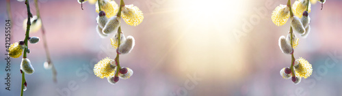 Spring easter / pollen flight / background banner panorama - Macro close-up from beautiful Salix caprea / goat willow / pussy willow / great sallow with yellow flower polle, illuminated by the sun