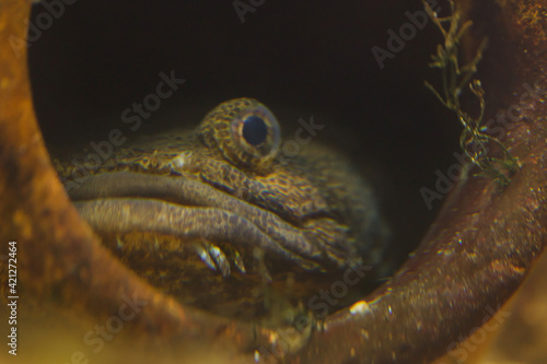 Lusitanian toadfish (Halobatrachus didactylus).