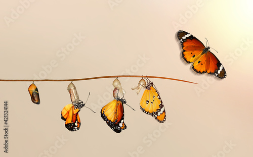 Amazing moment ,Monarch Butterfly, pupae and cocoons are suspended. Concept transformation of Butterfly