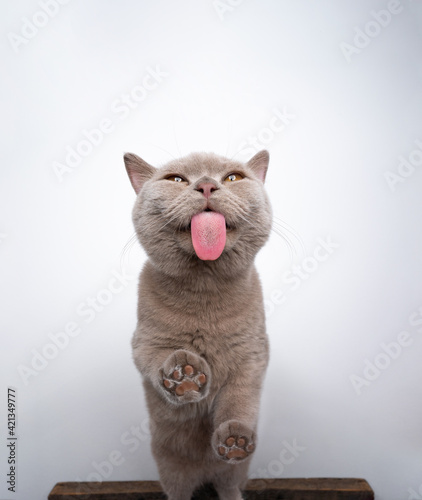 bottom view of 6 month old lilac british shorthair kitten licking window glass with copy space