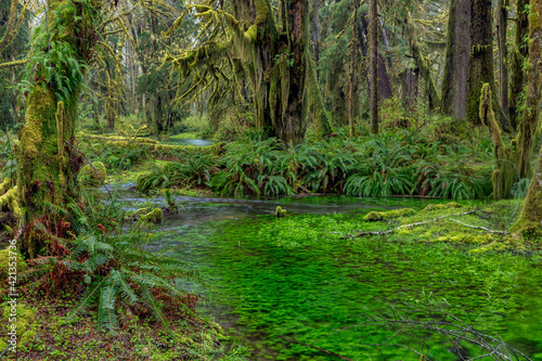 Mossy lush forest along the Maple Glade Trail in the Quinault Rainforest in Olympic National Park, Washington State, USA