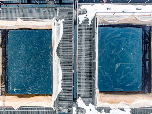 Fish farm for breeding cages for sturgeon fry. Concept aquaculture pisciculture, aerial top view