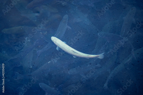 Albino rainbow trout in cage of fish farm aquaculture blue water floating cages
