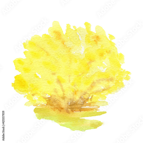 Watercolor Spring yellow forsythia tree hand drawing illustration. Forest fresh Bush isolated on white background.