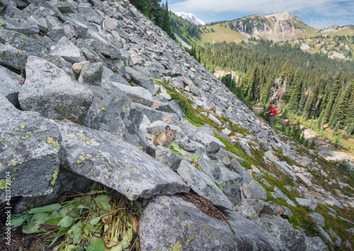 USA. Mt. Rainier National Park. Adult American pika (Ochotona princeps) near its hay pile on scree slope with man in distance.