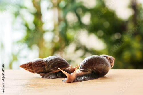 Giant Achatina snails on table outdoors