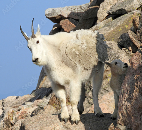 close up of a rocky mountain goat nanny and her kid standing on boulders on a sunny summer day on the summit of mount evans, colorado