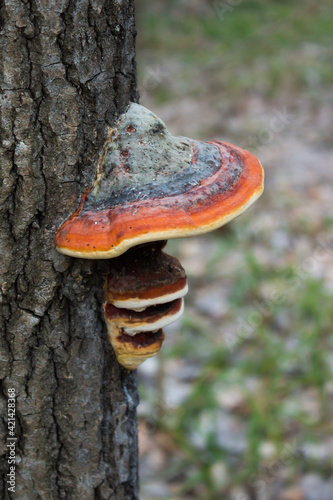 The red-belted conk (lat. Fomitopsis pinicola), of the family Fomitopsidaceae.