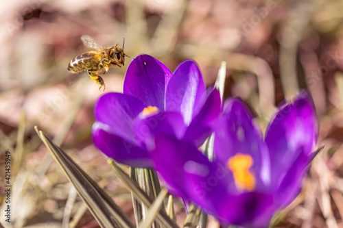 Pszczoła miodna lądująca na krokusie. Wiosenny kwiat. Kwitnące kwiaty wiosną. Pszczoła miodna zbierająca miód i pyłek kwiatowy. Początek wiosny. 