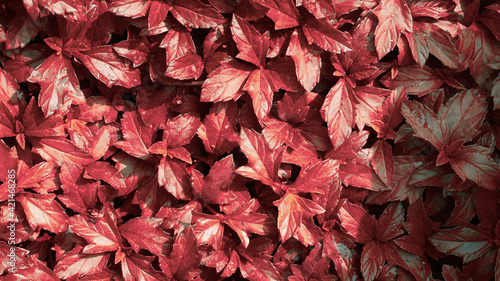 photo of artistic red leaves pattern