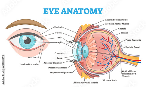 Eye anatomy with labeled structure scheme for human optic outline diagram