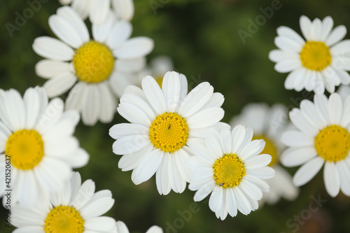 Flora of Gran Canaria - Argyranthemum, marguerite daisy endemic to the Canary Islands 