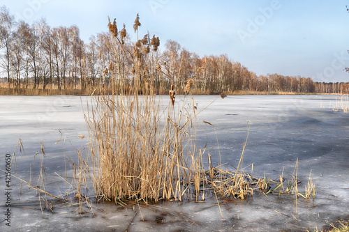 WROCLAW, POLAND - FEBRUARY 22, 2021: Frozen lake landscape. The Milicz Ponds (Polish: Stawy Milickie). Nature Reserve in Barycz Valley Landscape Park. Lower Silesian Voivodeship, Poland, Europe.