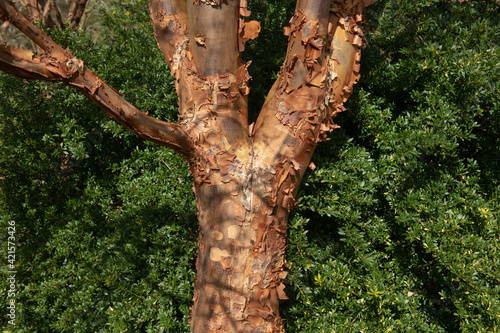 Distinctive Peeling Brown Bark on the Trunk of a Paperbark Maple (Acer griseum) with a Green Hedge Background in a Garden in Rural Devon, England, UK