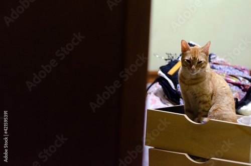 gato curioso sobre cajón de ropa. Orden de placard, organización de armarios, tareas del hogar, mascota