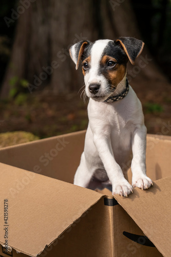 Issaquah, Washington State, USA. Two month old Jack Russell terrier posing in a cardboard box. 
