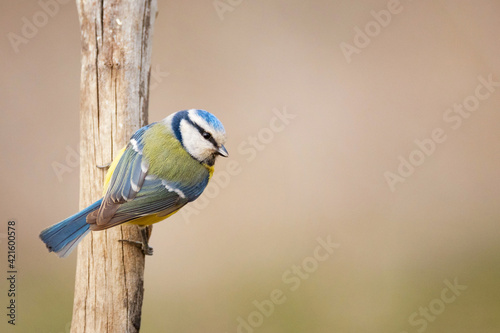 Blue tit sits on a branch on a beautiful background. Cyanistes caeruleus