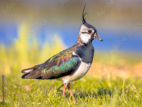 Northern lapwing foraging in grassland Netherlands