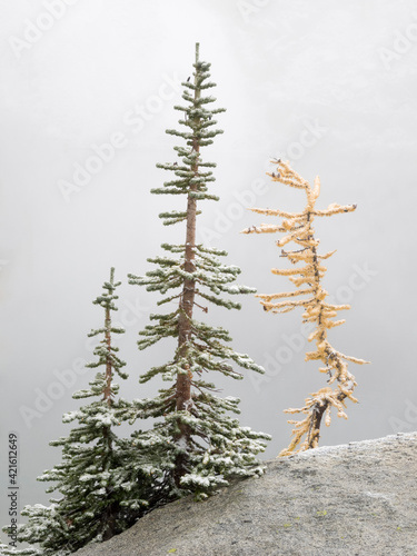 USA, Washington State. Alpine Lakes Wilderness, Enchantment Lakes, Larch and Fir trees with snow