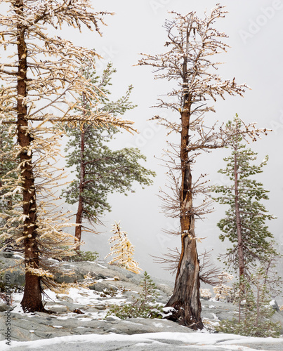 USA, Washington State. Alpine Lakes Wilderness, Enchantment Lakes, Larch and Fir trees