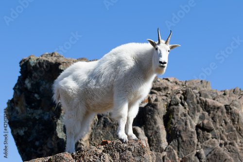 WA, Alpine Lakes Wilderness, Mountain goat, Nanny