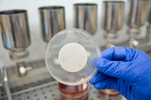 Colonies of bacteria in Petri dish. Microbiology Laboratory.