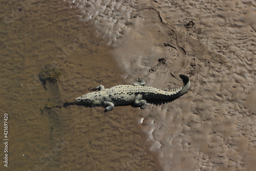 Crocodile in water in rio Tarcoles, Costa Rica 