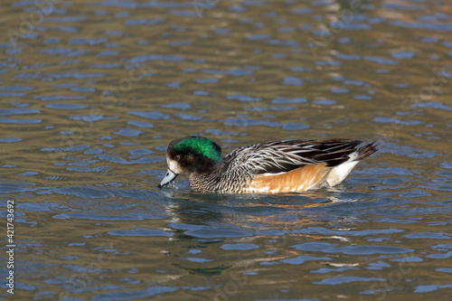 Chiloe Wigeon anas sibilatrix