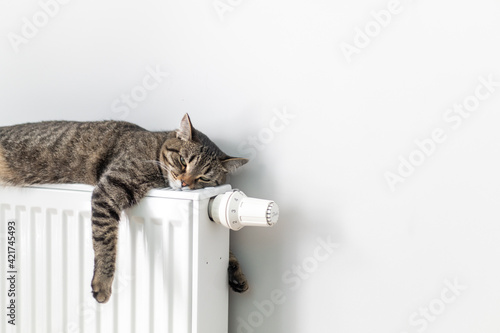 The cat lies on a heating radiator against the background of a gray wall. The cat warms up on the battery 