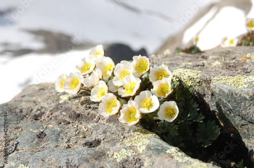 Gletscherhahnenfuß auf Gipfel