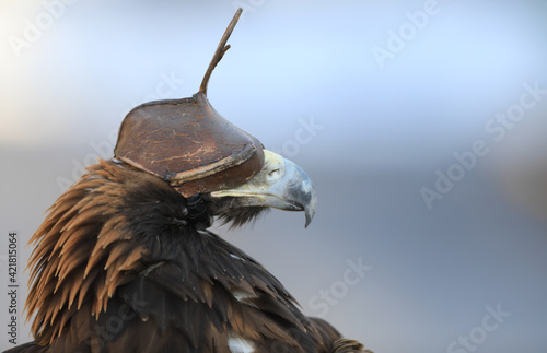 eye cap bird of prey