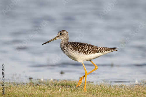 Lesser yellowlegs (tringa flavipes) foraging in the river. Ottawa, Ontario, Canada