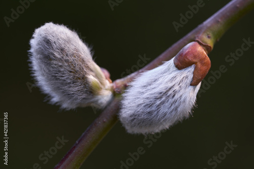 The ornamental tree Salix caprea begins to bloom. Known as goat willow, pussy willow or great sallow. Two catkins on a thin branch.