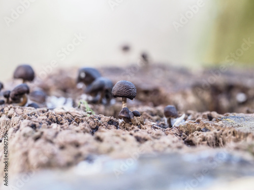Małe czarne grzybki na spróchniałym pniu drzewa