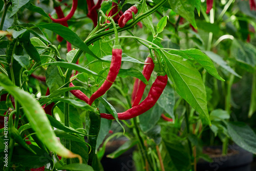 Chili pepper, hot pepper plant 
