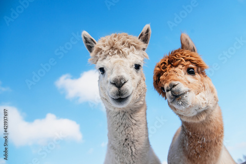 Portrait of two alpacas on the background of blue sky. South American camelid.