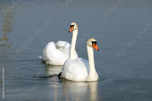 WROCLAW, POLAND - FEBRUARY 22, 2021: Two Mute Swans on a frozen lake. The Milicz Ponds (Polish: Stawy Milickie). Nature Reserve in Barycz Valley Landscape Park, Poland, Europe.