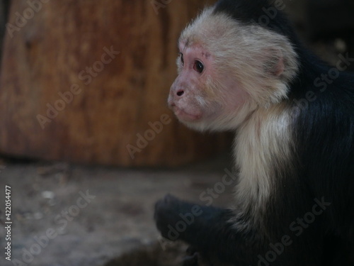 young and sad monkey