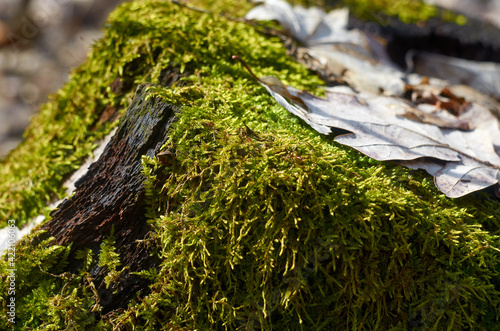 Photo of green moss with brown leaves