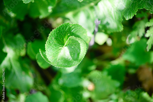 Horseradish (Armoracia rusticana) - green leaves
