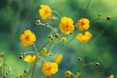 Polne żółte kwiaty jaskrów kwitnące na letniej słonecznej łące