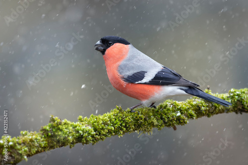 Eurasian bullfinch male ( Pyrrhula pyrrhula )