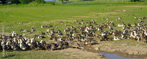 Panoramique élevage de canards à foie gras du Périgord, département de Dordogne en région Nouvelle-Aquitaine