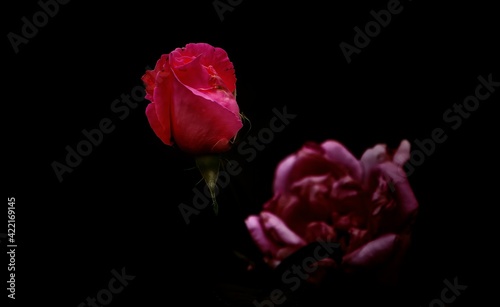 Rosa mustia sobre fondo negro