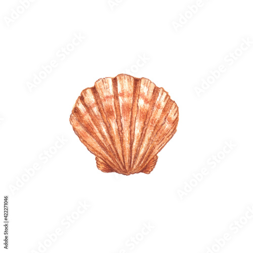 Scallop shell colored pencil illustration, marine life biology illustration or seafood isolated on white vector.