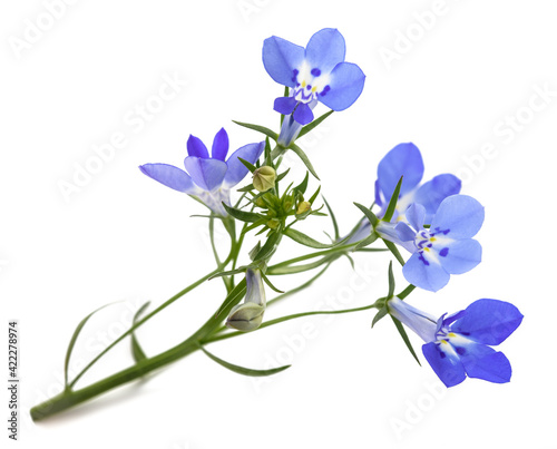 blue lobelia flowers