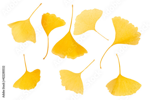 Yellow-leafed gingko leaves Autumn image